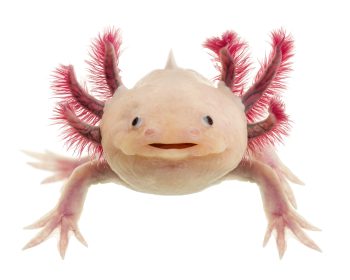 Nestled within the waterways of Mexico, a remarkable creature known as the axolotl