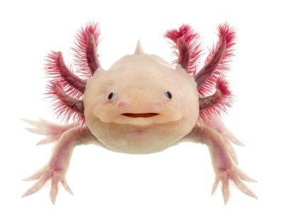 The Axolotl: Unveiling the Wonders of a Mexican Salamander