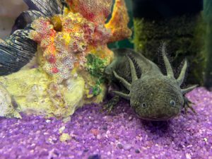 Axolotl Mexican underwater walking fish salamander in aquarium