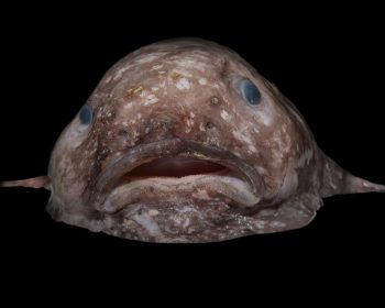 Blobfish: Unraveling the Mysteries of the Deep-Sea Gelatinous Enigma