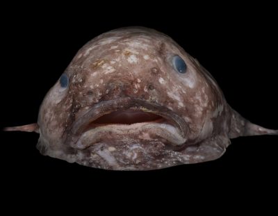 Blobfish: Unraveling the Mysteries of the Deep-Sea Gelatinous Enigma