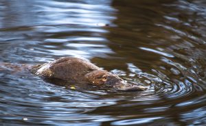 A duck-billed platypus Ornithorhynchus