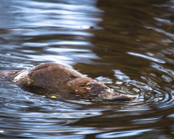 A duck-billed platypus Ornithorhynchus